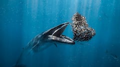 Una ballena de Bryde emergiendo de las profundidades del océano con la boca abierta, instantes antes de alimentarse de un banco de sardinas en las aguas de Baja California Sur, México.