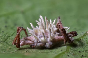 Gibellula