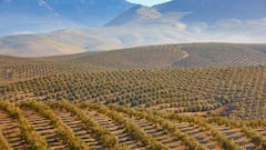España es, con mucha diferencia, el país productor de aceite de oliva más importante del mundo con entre el 40 y el 55% de la producción total. En 2023 rozó las 800.000 toneladas y para la próxima cosecha se estima que superará dicha cifra. Son cantidades que dependen de la sequía, un problema sistémico que arrastra el país desde hace años. La gran última cosecha fue en la campaña 2018-19 con casi 1,8 millones de toneladas. En la foto, vista de los olivares de Jaén, la provincia con mayor producción. 