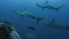 Un kayakista, a palazos con un tiburón martillo en Canarias