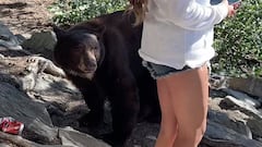 Oso negro mirando a una senderista en Mammoth Lakes, California.