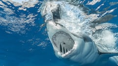Tiburón